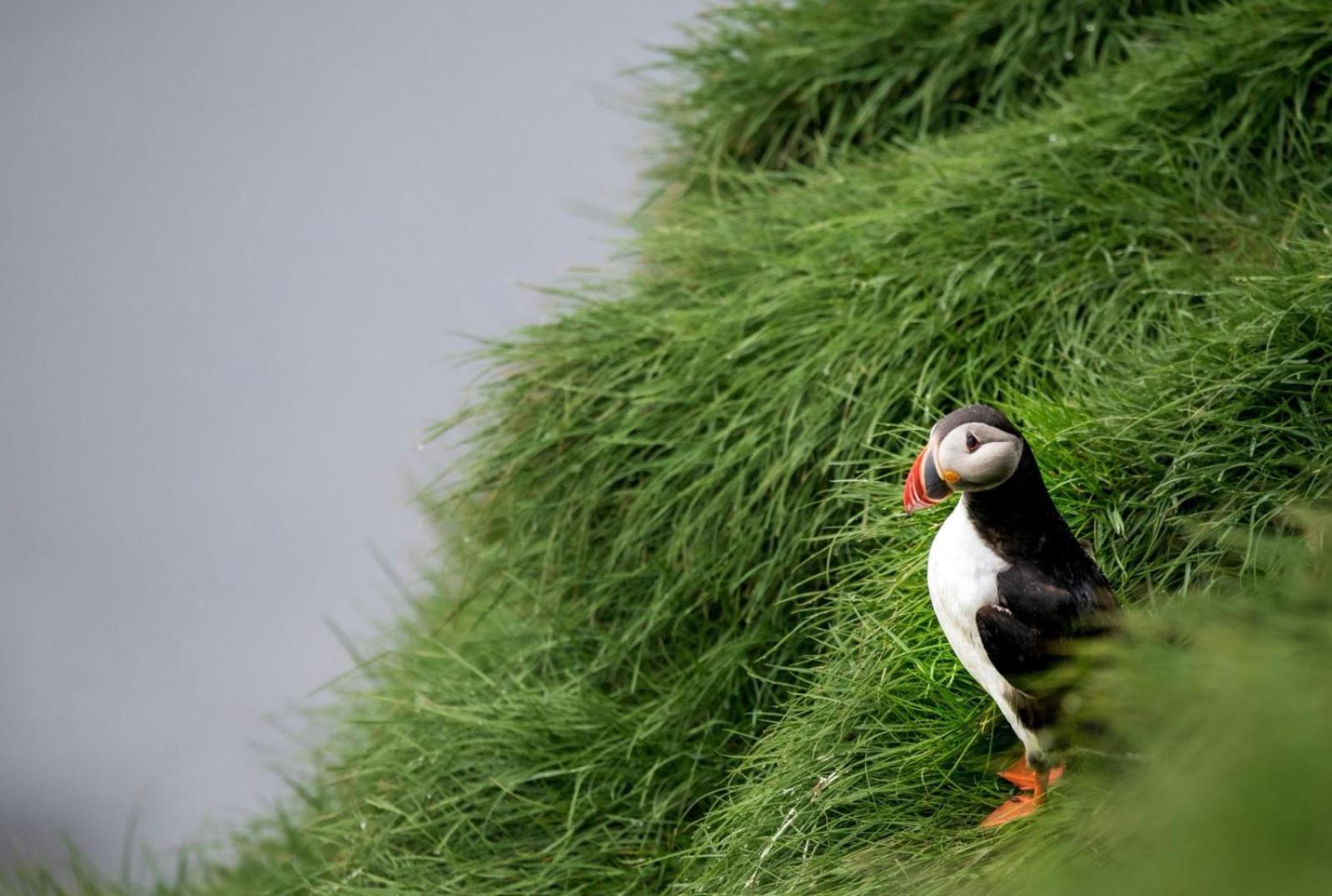 Puffin Rooms Лисдунварна Екстериор снимка